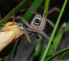 Neosparassus diana