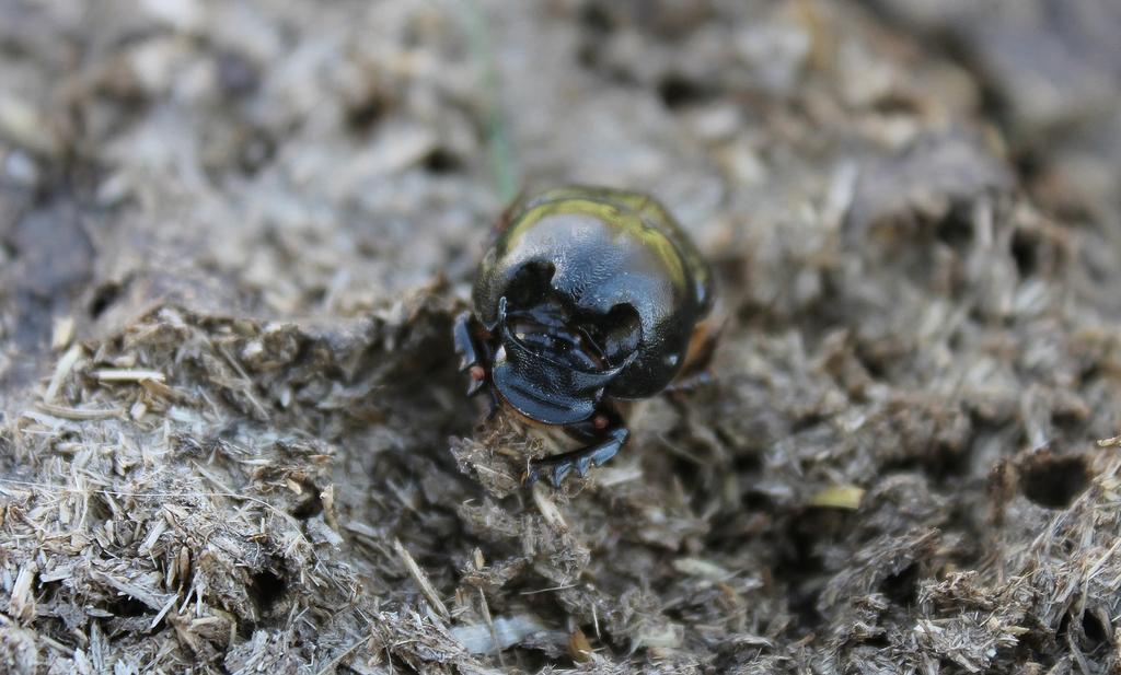 Bubas bubalus