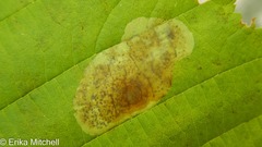 Cameraria corylisella