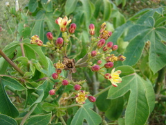 Jatropha hieronymi