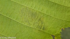 Cameraria corylisella