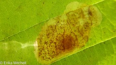 Cameraria corylisella