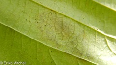 Cameraria corylisella