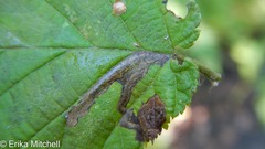 Ectoedemia virgulae