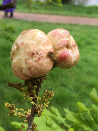 Oak Apple Gall Wasp