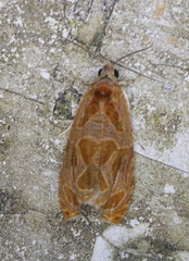 Olethreutes nitidana
