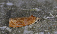 Olethreutes nitidana