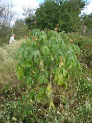 Jatropha hieronymi