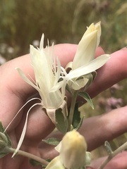 Mentzelia strictissima