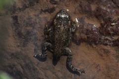 Rhinella limensis