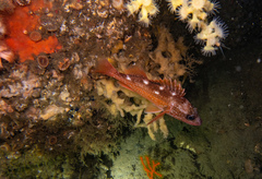 Sebastes constellatus