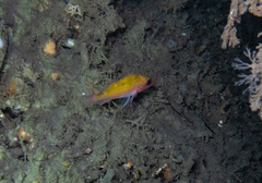 Sebastes constellatus