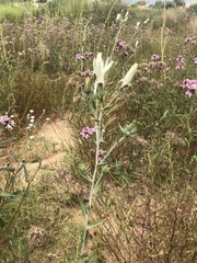 Mentzelia strictissima