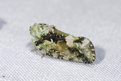 Deocerus corniculatus