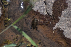 Rhinella limensis