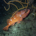 Starry Rockfish - Photo (c) Lauren Martin, some rights reserved (CC BY-NC), uploaded by Lauren Martin