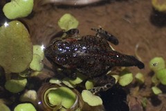 Rhinella limensis