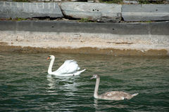 Cygnus olor