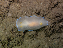 Doriopsilla spaldingi