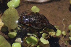 Rhinella limensis