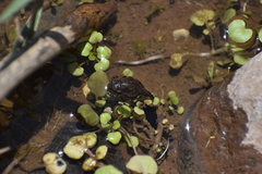 Rhinella limensis