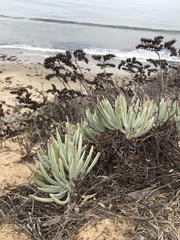Dudleya virens hassei