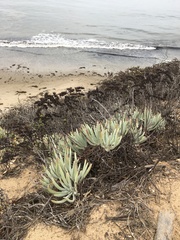 Dudleya virens hassei