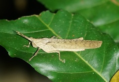 Desmoptera truncatipennis