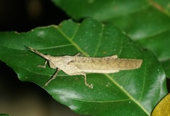 Desmoptera truncatipennis