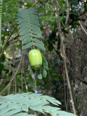Platycoelia pomacea