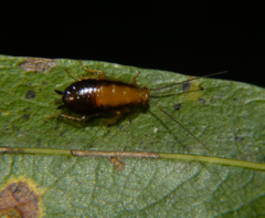Chorisoneura texensis