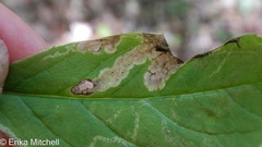 Liriomyza limopsis
