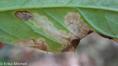 Liriomyza limopsis