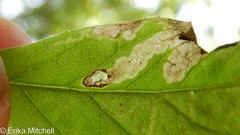 Liriomyza limopsis