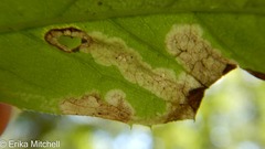 Liriomyza limopsis