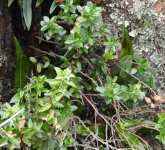 Gaultheria poeppigii