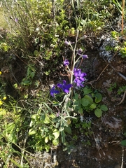 Delphinium patens
