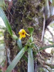 Maxillaria variabilis