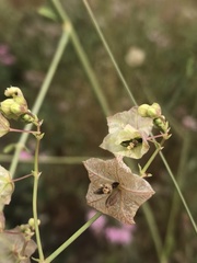 Mirabilis glabra