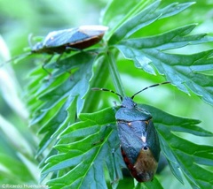 Ditomotarsus punctiventris