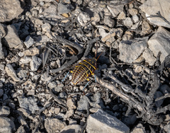 Polyzosteria mitchelli