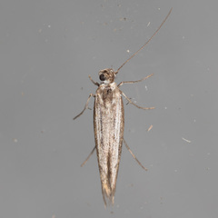 Neoscythris