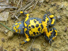 Bombina variegata variegata
