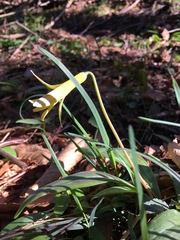 Erythronium americanum
