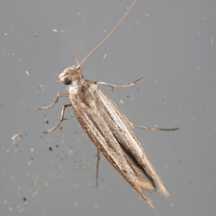Neoscythris