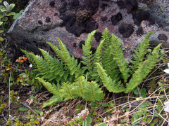 Polystichum cystostegium