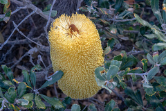 Banksia praemorsa