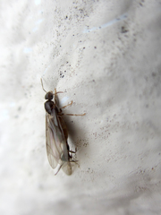 Paraparatrechina sakurae