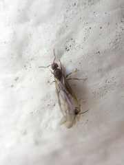 Paraparatrechina sakurae