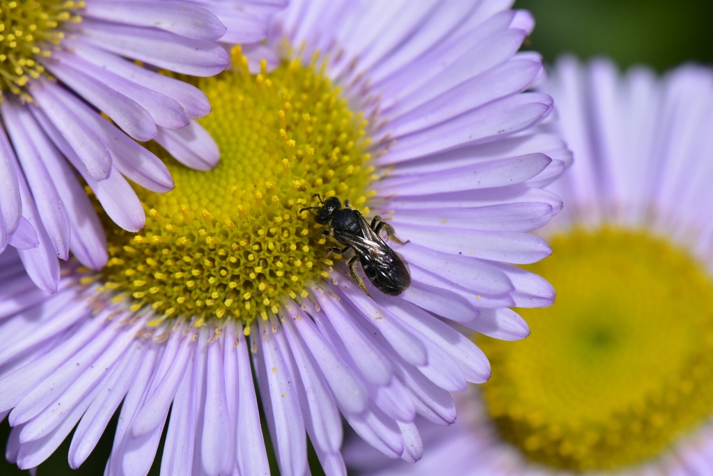 Kincaid's Sweat Bee